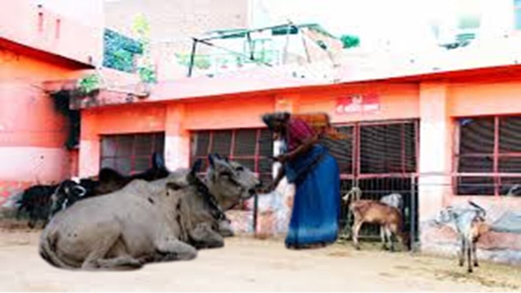 कर्ज मुक्ति के लिये गाय को आटा खिलाना